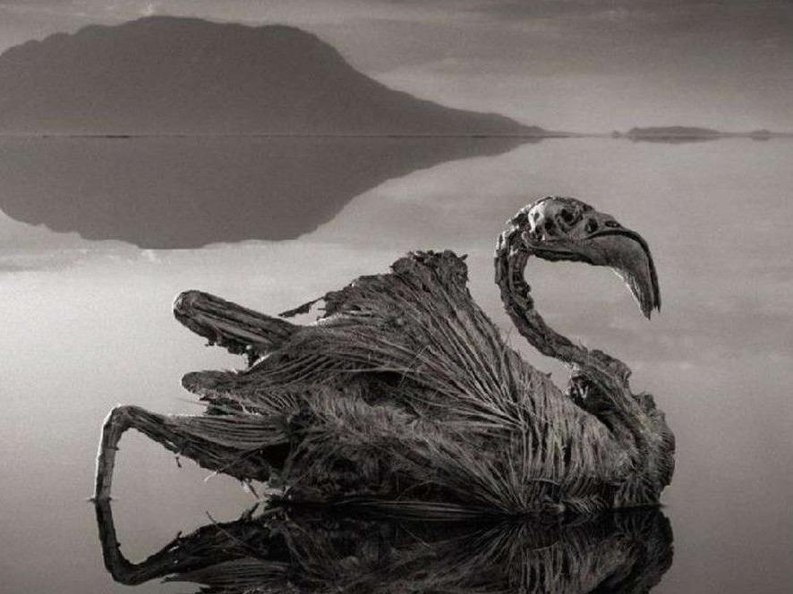 Ho nuoc tu than hoa da dong vat roi xuong hinh anh