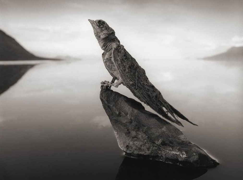 Ho nuoc hoa da dong vat anh 5