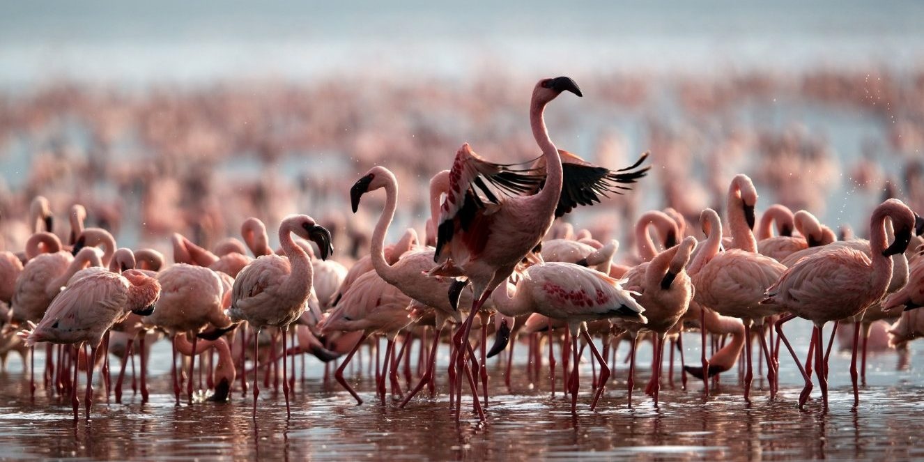 Ho nuoc hoa da dong vat anh 6