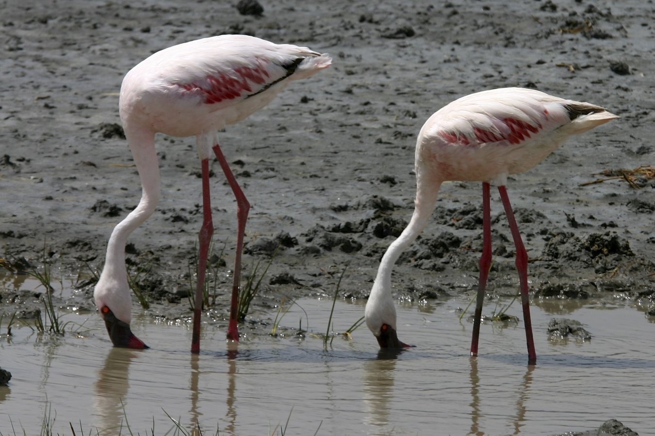 Chim hong hac o ho nuoc hoa da dong vat anh 8