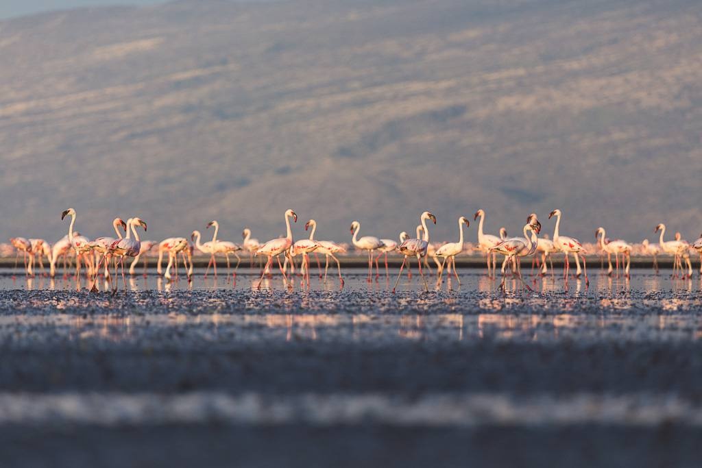 Chim hong hac o ho nuoc hoa da dong vat anh 4
