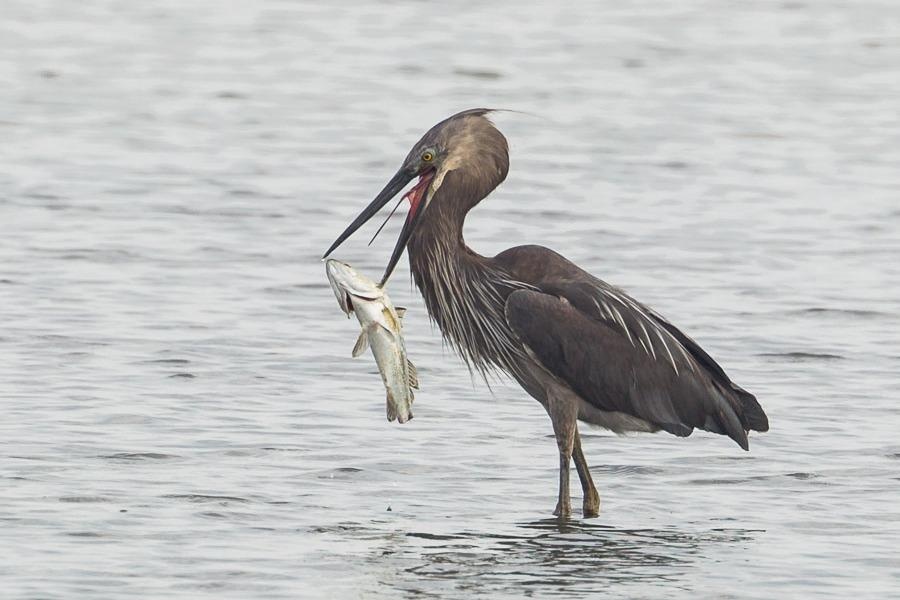 Do sieu sach cua dao rac Singapore hinh anh