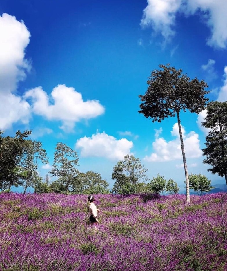 Vuon hoa tren deo Pha Din anh 2