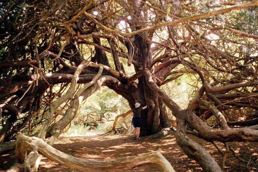 Canh sieu thuc het khu rung phu thuy hac am trong co tich hinh anh