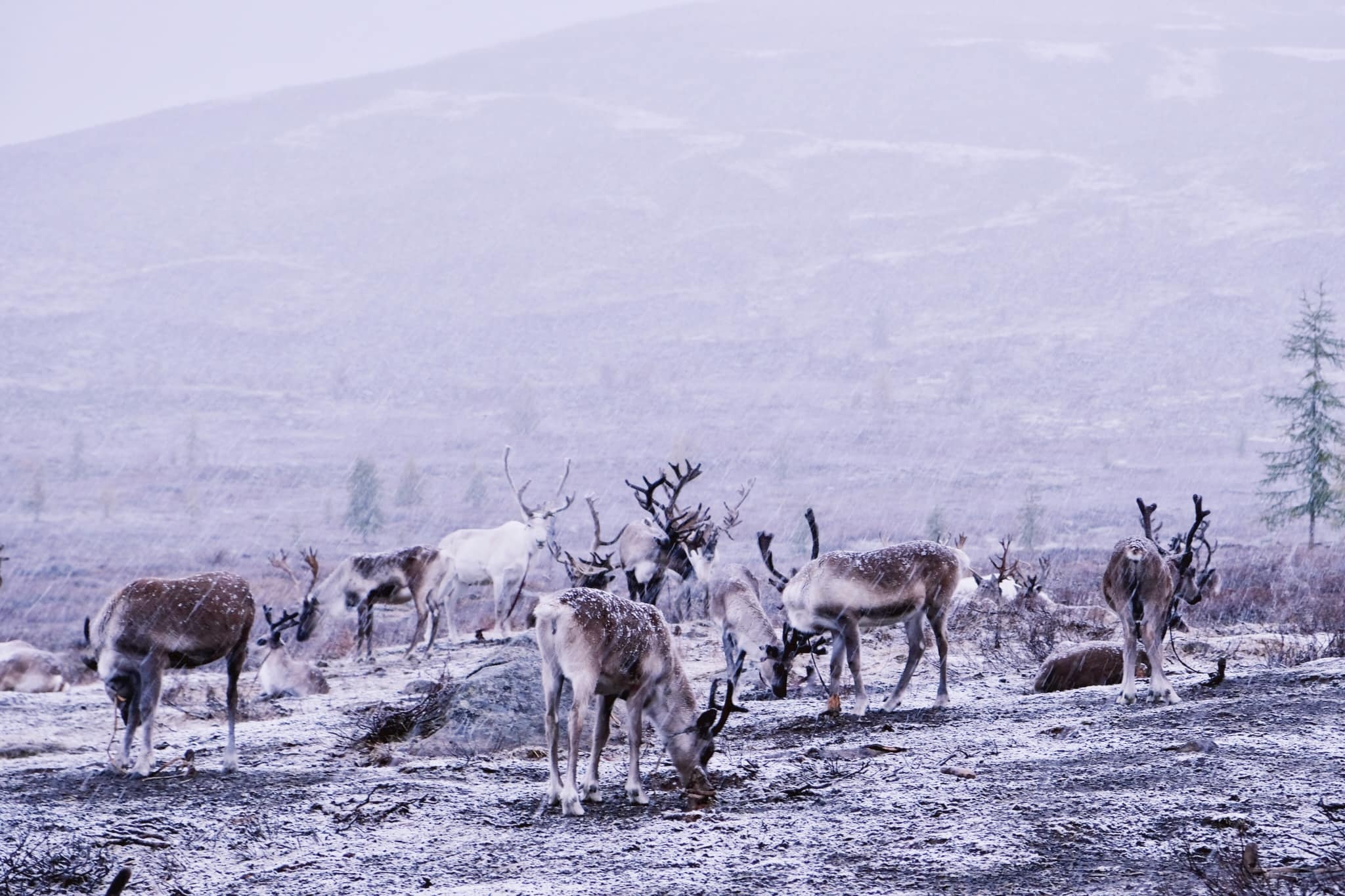 Du lich Mong Co anh 17