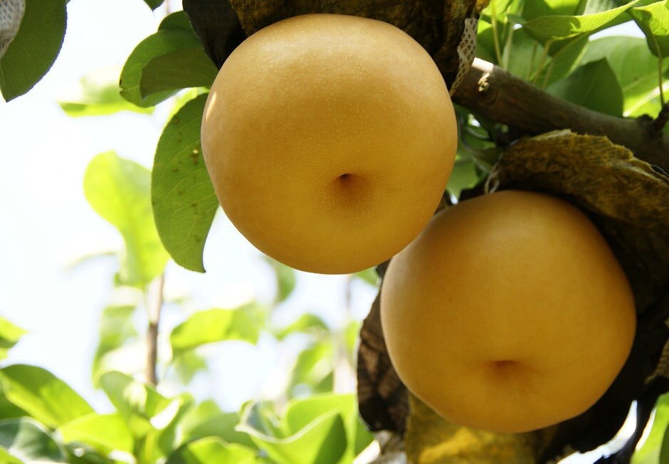 Món ăn Hàn Quốc ảnh 1 Mon an Han Quoc anh 1