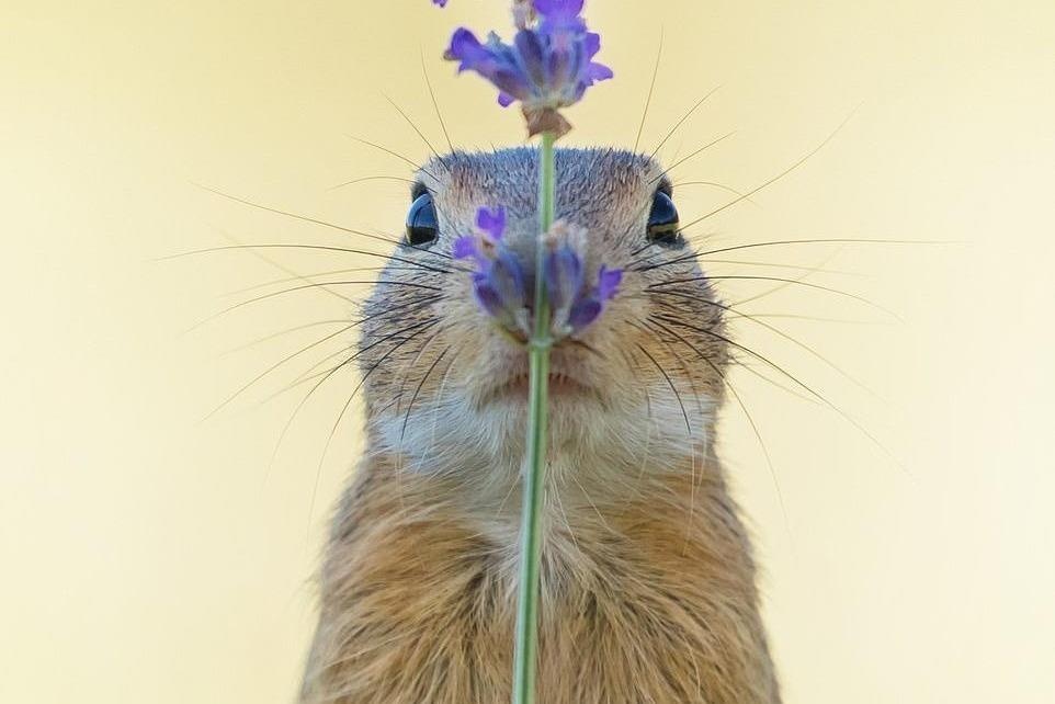 Soc choi tron tim chien thang cuoc thi anh the gioi hinh anh