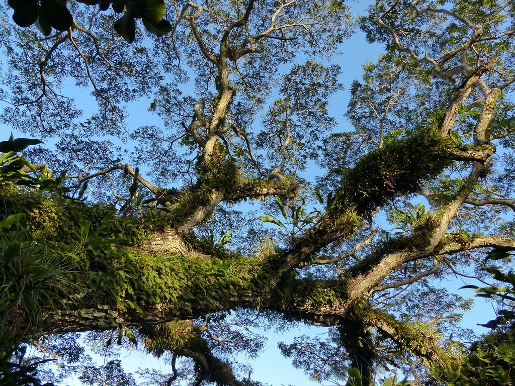 Hien tuong tan cay nhut nhat anh 1