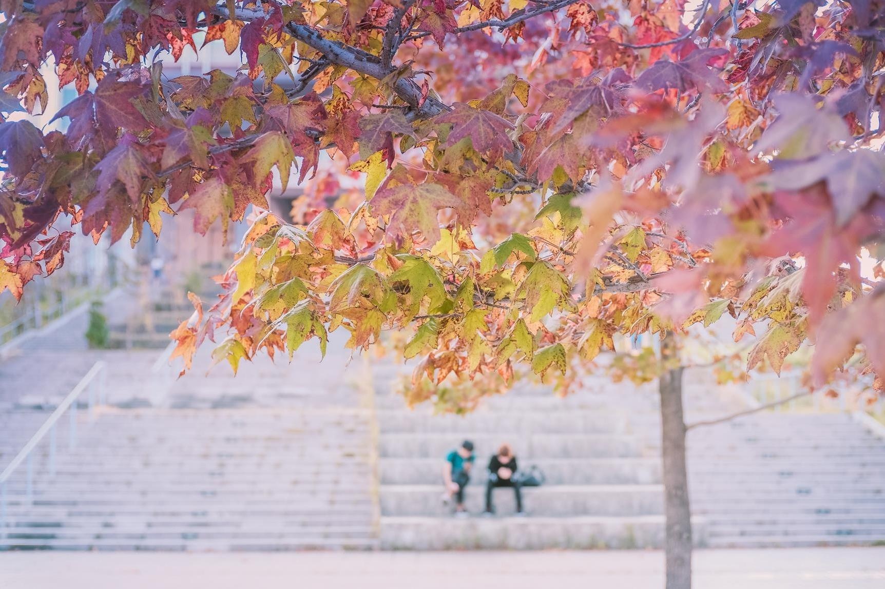 Nhat Ban dep mo mang thoi khac chuyen mua sang thu hinh anh