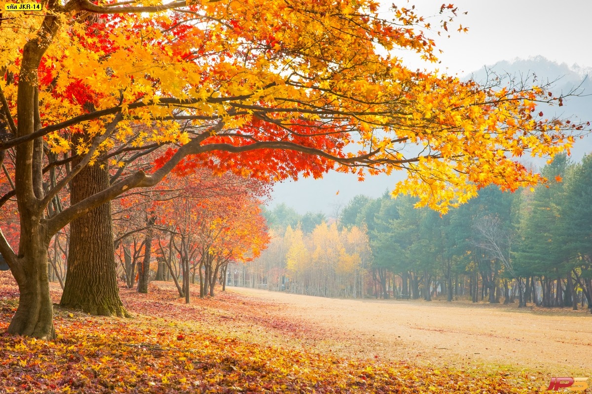 Sac thu bung tran tren hon dao lang man nhat Han Quoc hinh anh