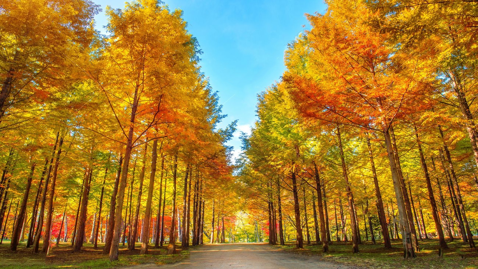 Du lich Han Quoc anh 4