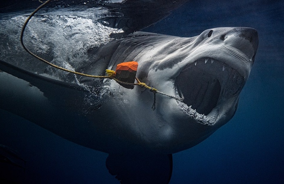 Ca map dai duong anh 3