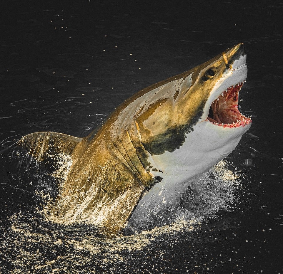 Ca map dai duong anh 2