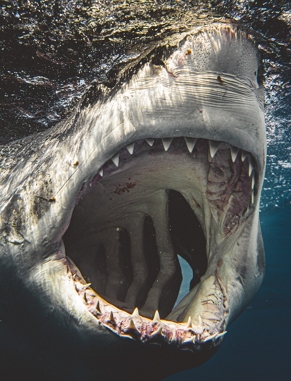 Ca map dai duong anh 12