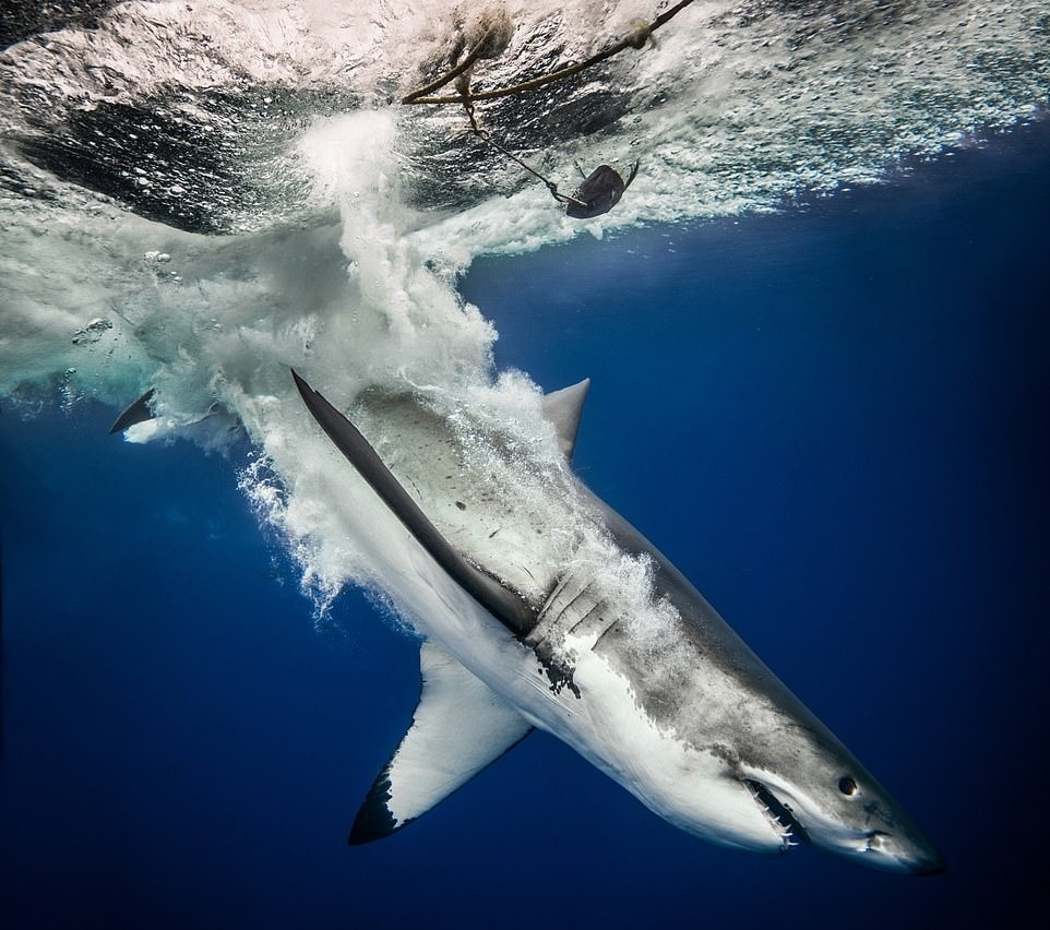 Ca map dai duong anh 13