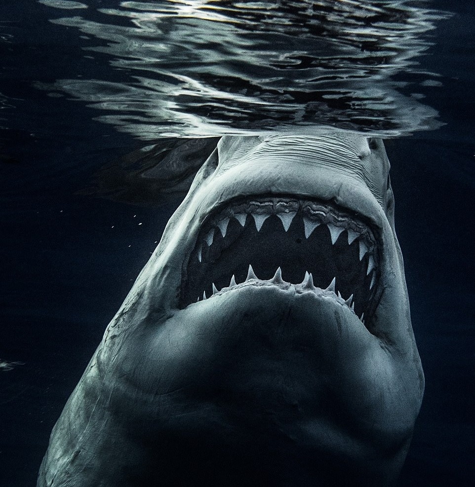 Ca map dai duong anh 6