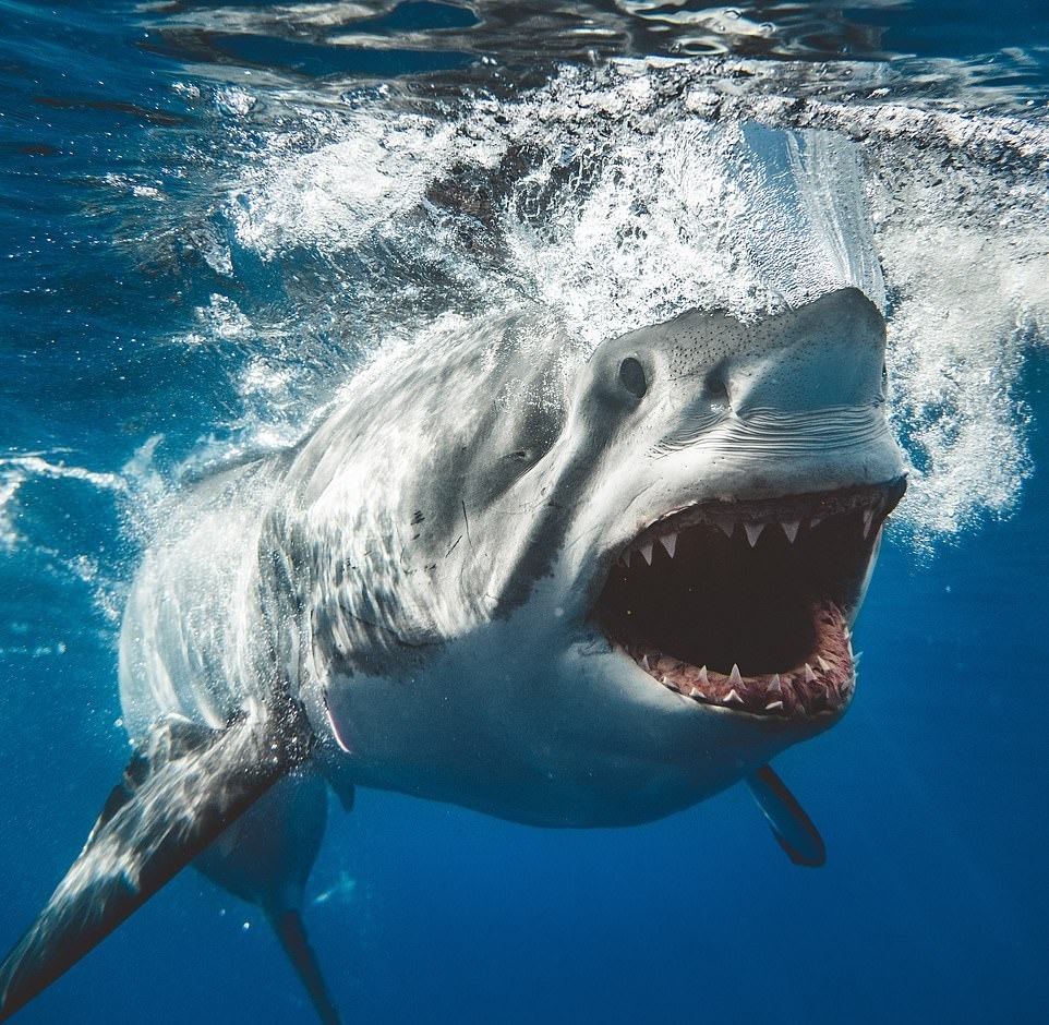 Ca map dai duong anh 7