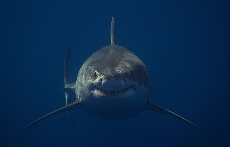 Ca map dai duong anh 10