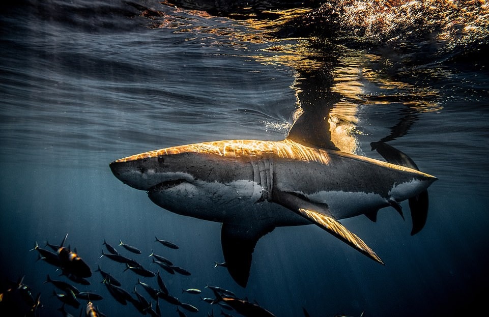 Ca map dai duong anh 11