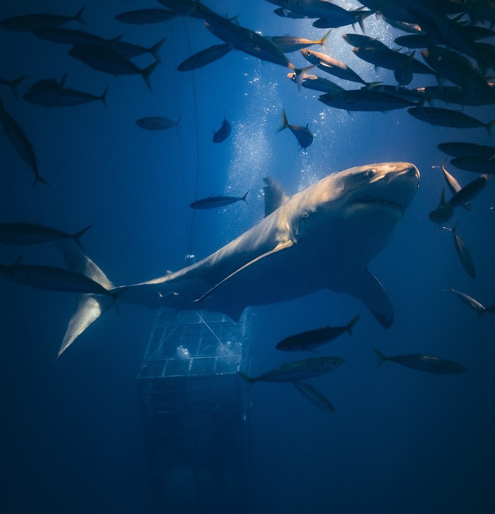 Ca map dai duong anh 8