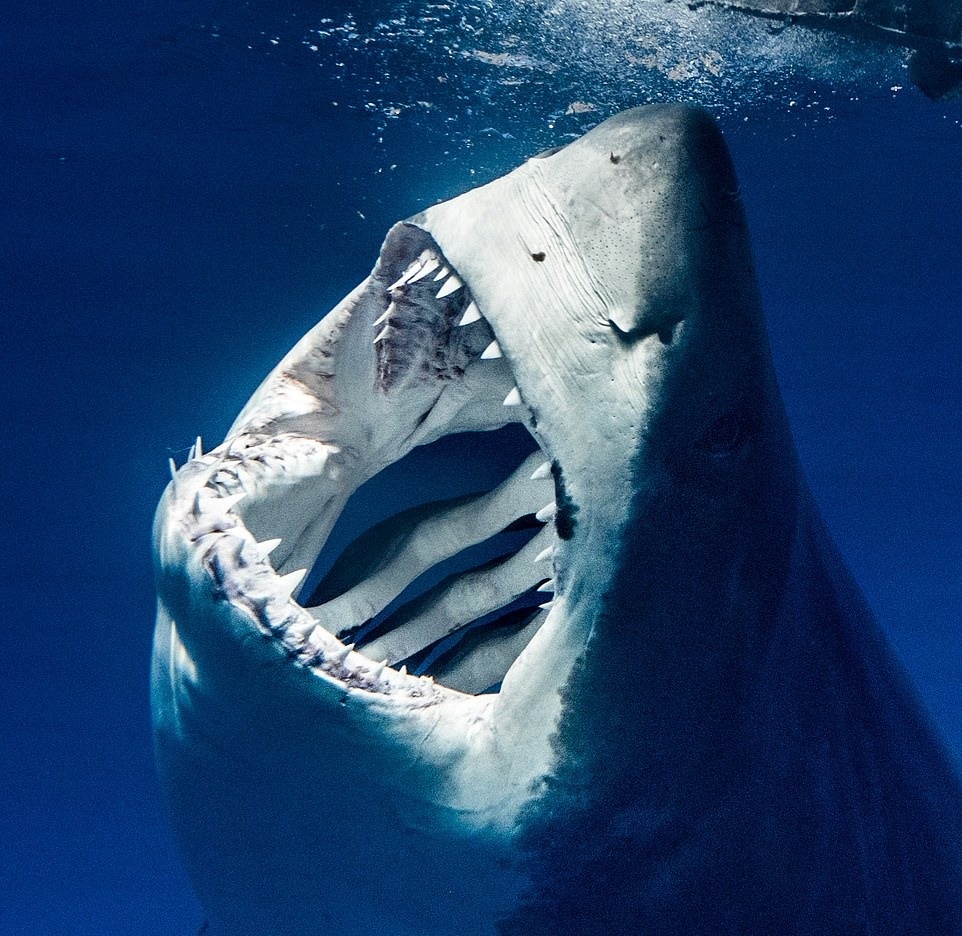 Ca map dai duong anh 9