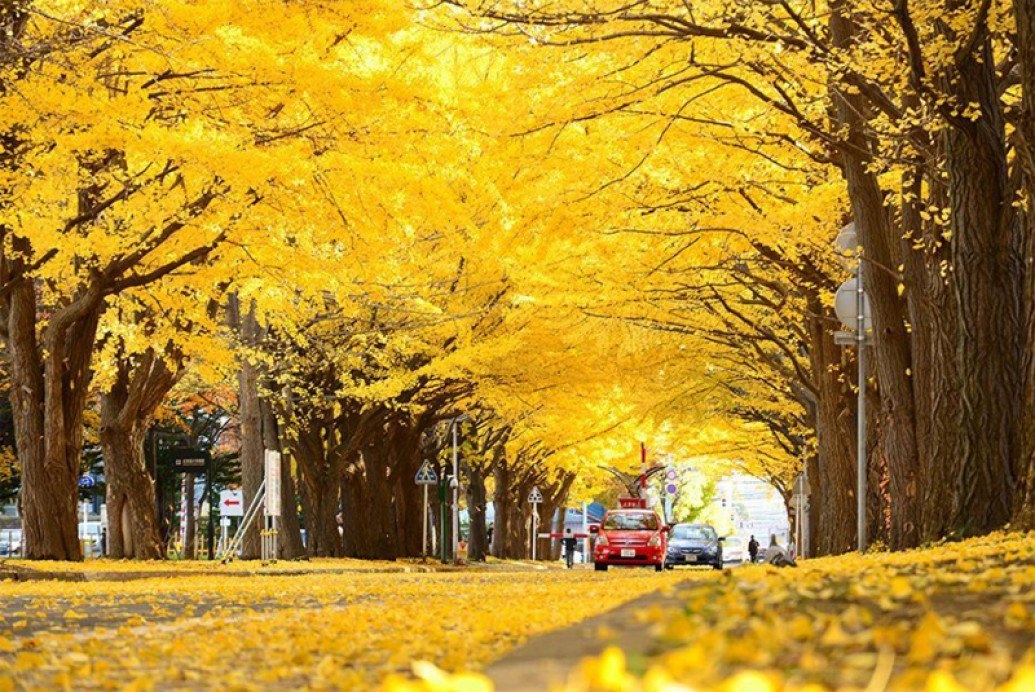 Con duong mua thu dep nhat the gioi anh 3