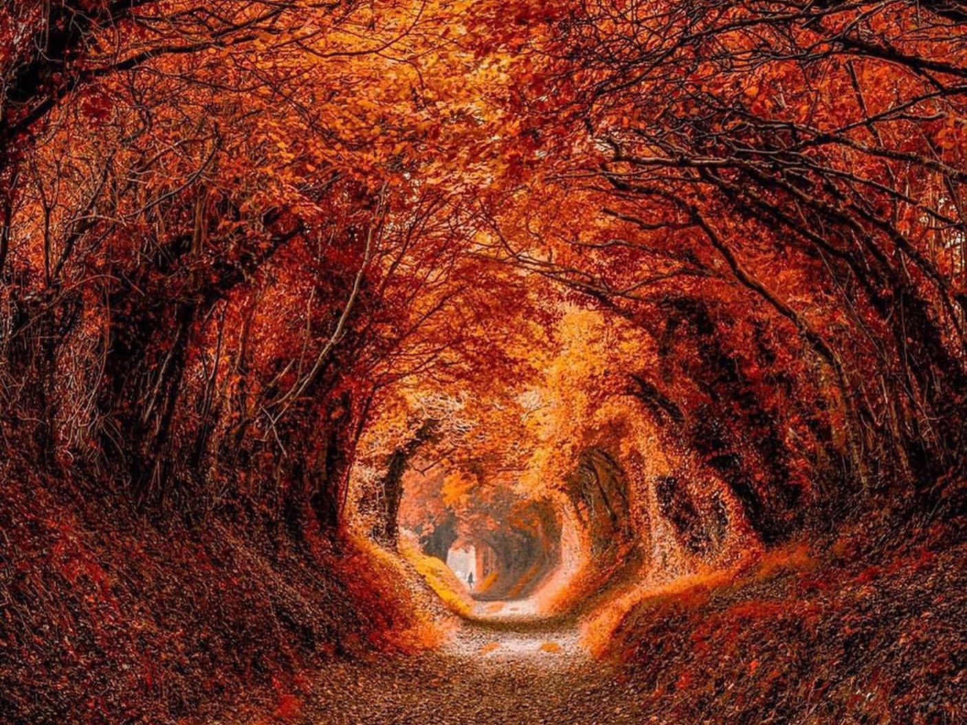 Con duong mua thu dep nhat the gioi anh 4