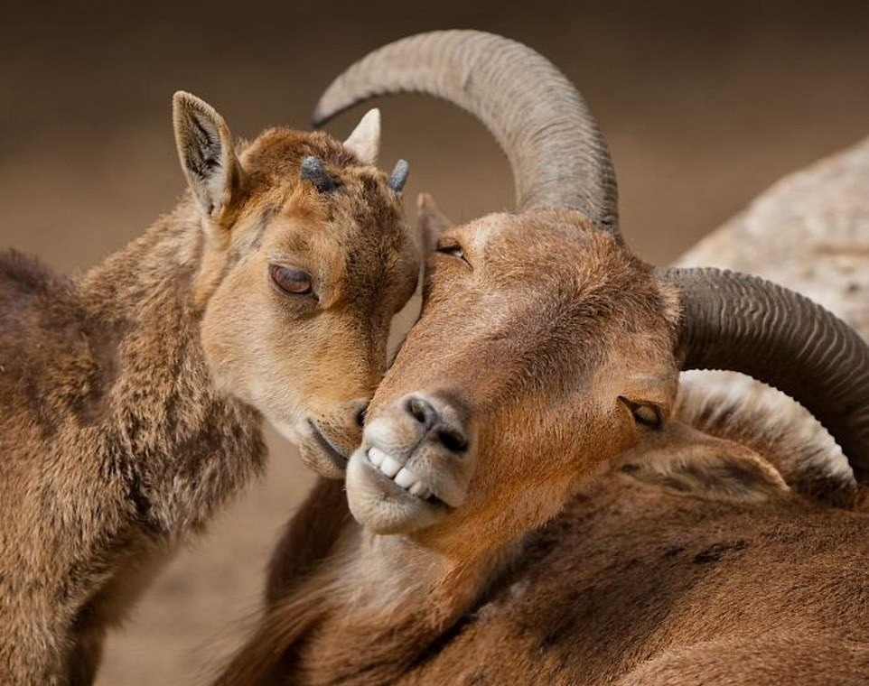 Khoanh khac diu dang cua dong vat anh 2