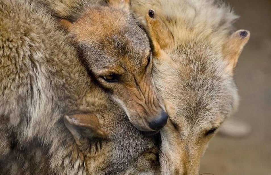 Khoanh khac diu dang cua dong vat anh 4