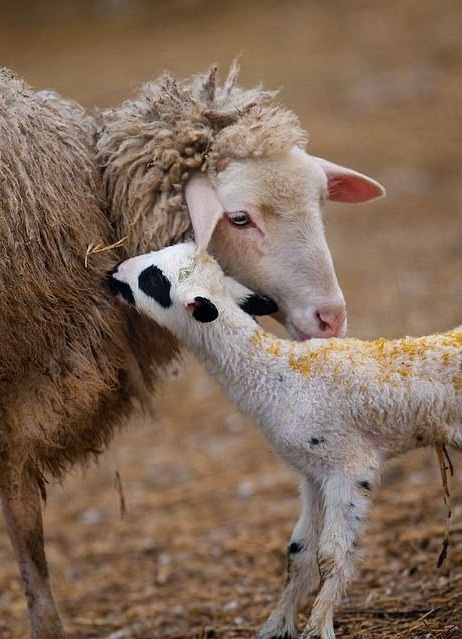 Khoanh khac diu dang cua dong vat anh 7