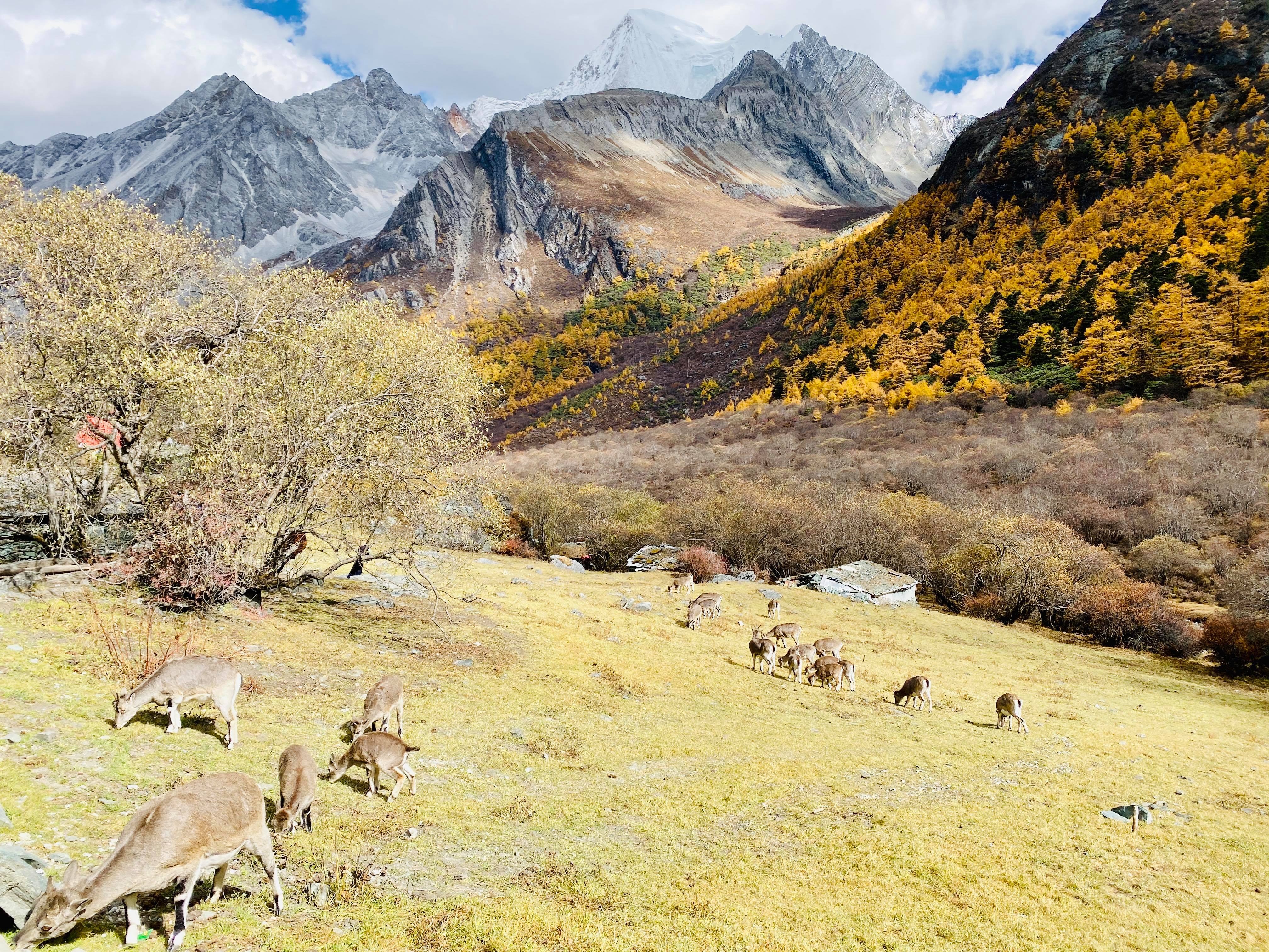 Mua thu Trung Quoc anh 2