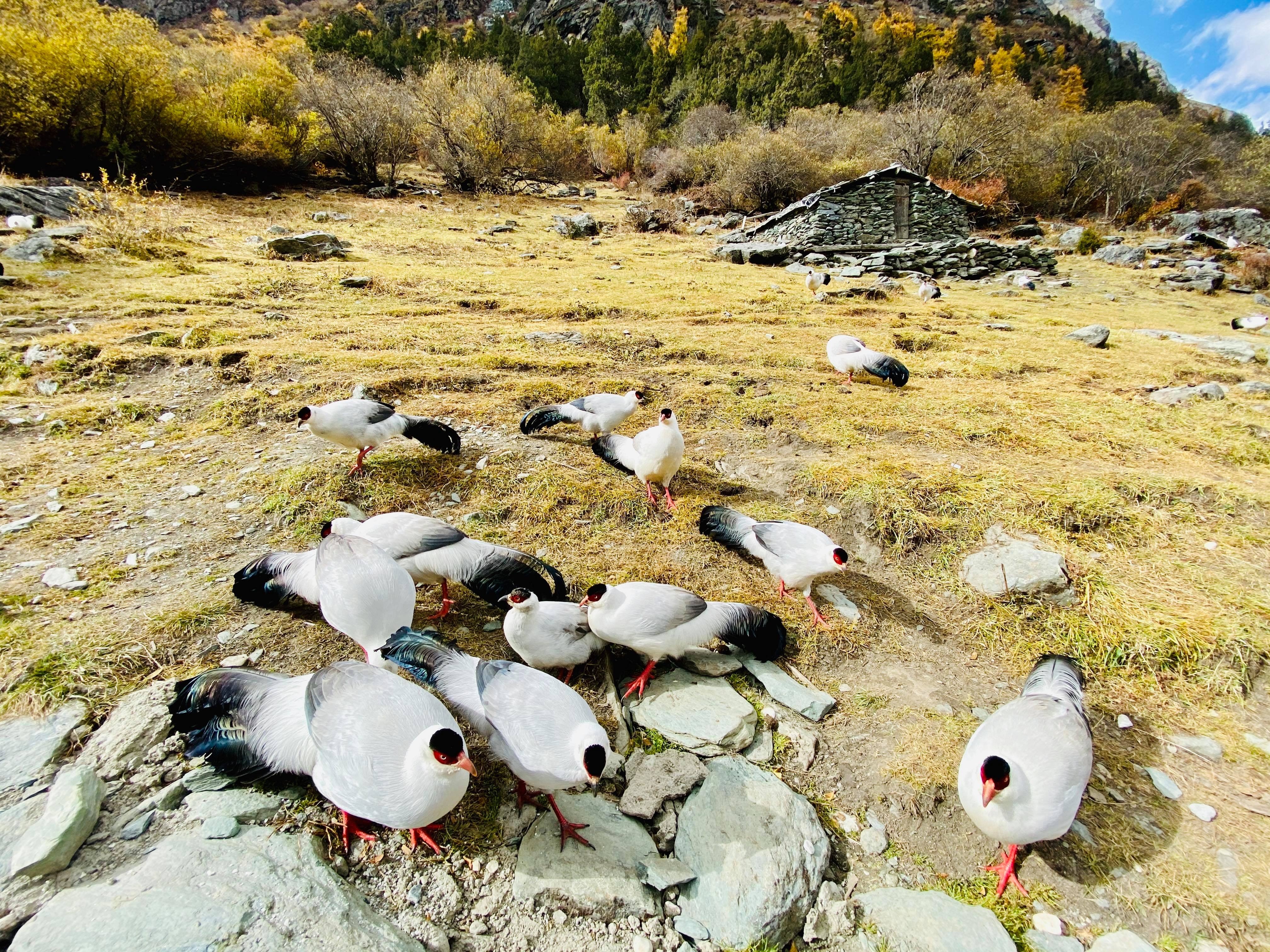 Mua thu Trung Quoc anh 6