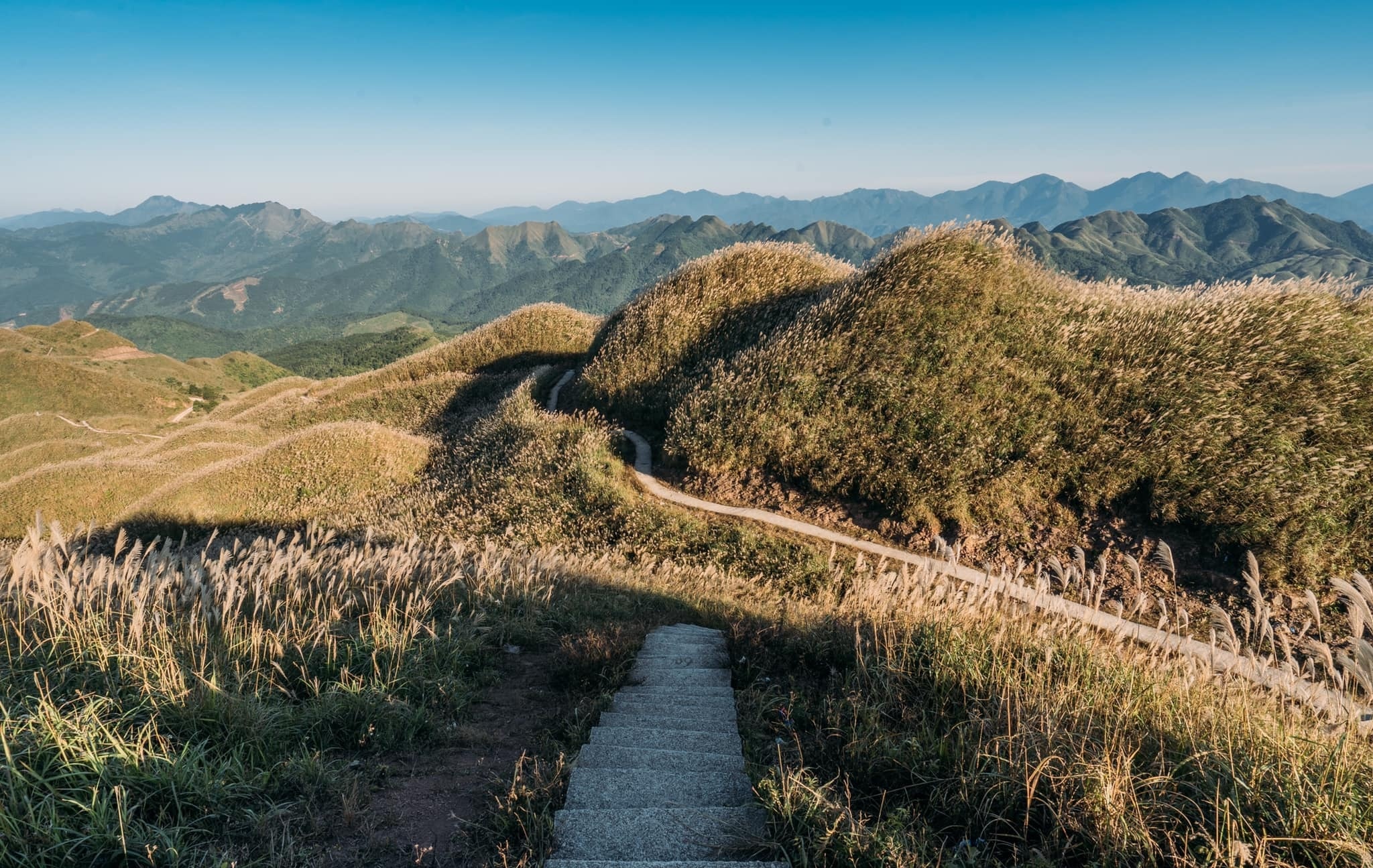 Cánh đồng cỏ lau ảnh 4 Canh dong co lau anh 4