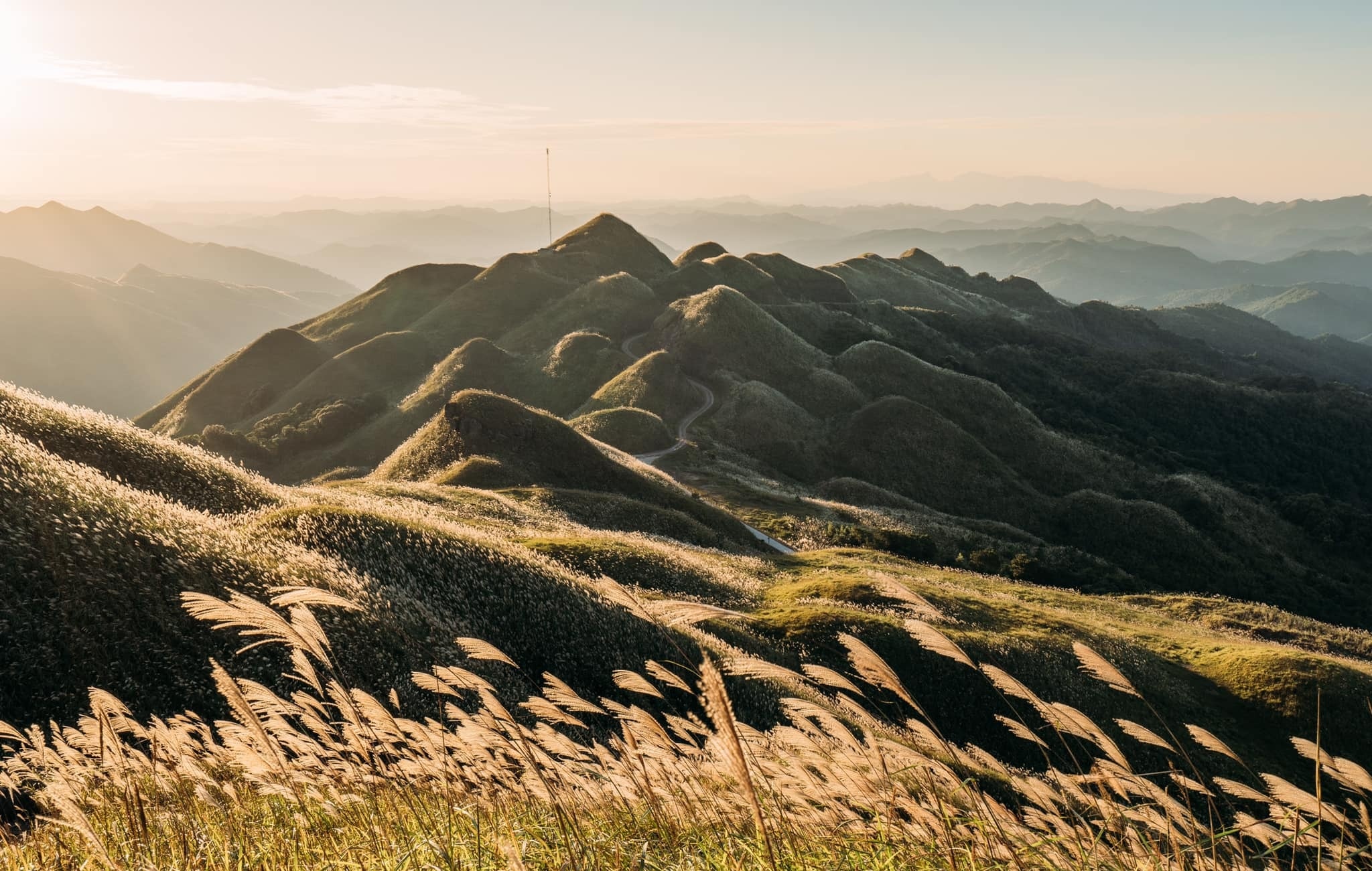 Cánh đồng cỏ lau ảnh 5 Canh dong co lau anh 5