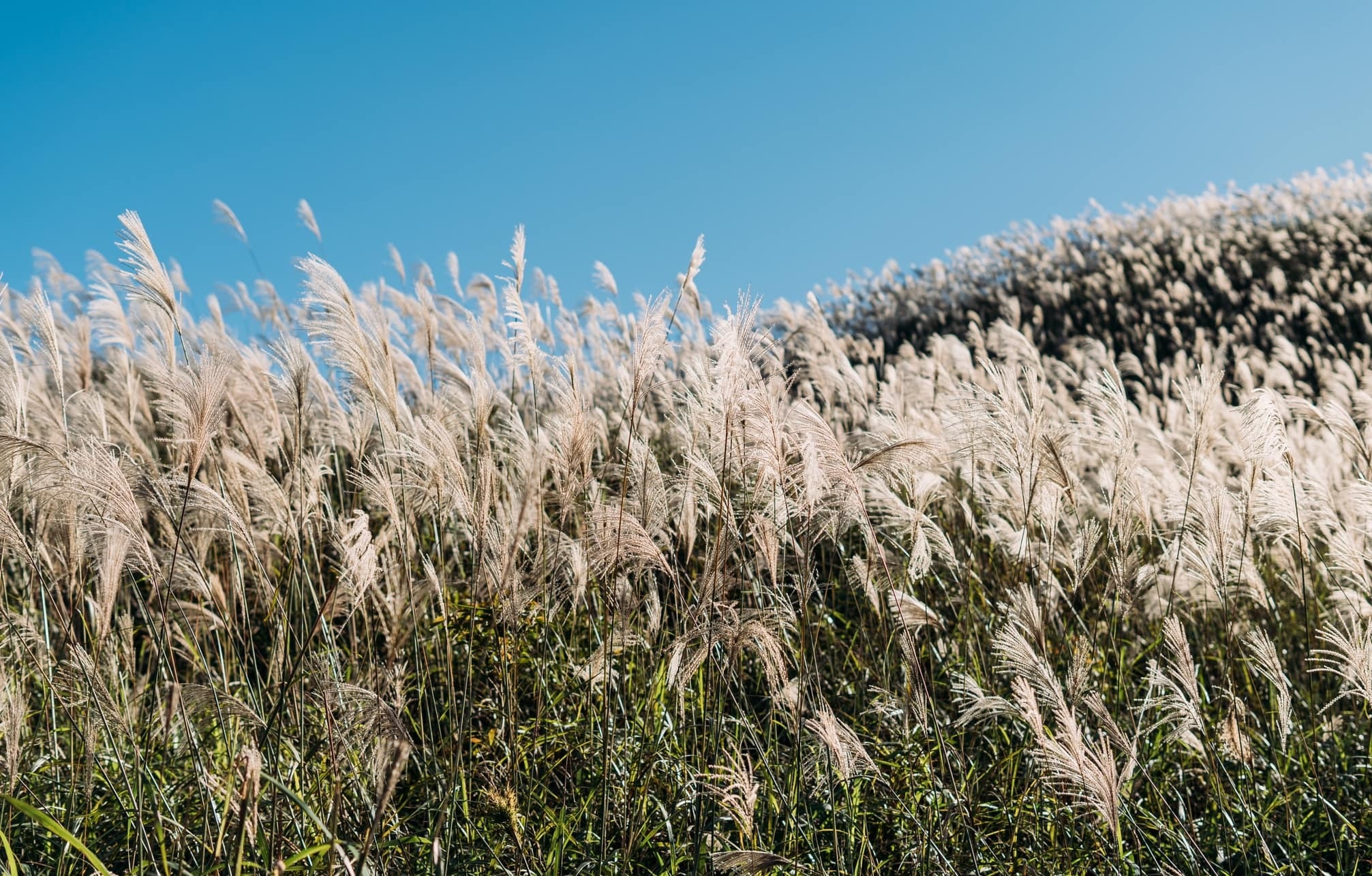 Cánh đồng cỏ lau ảnh 2 Canh dong co lau anh 2