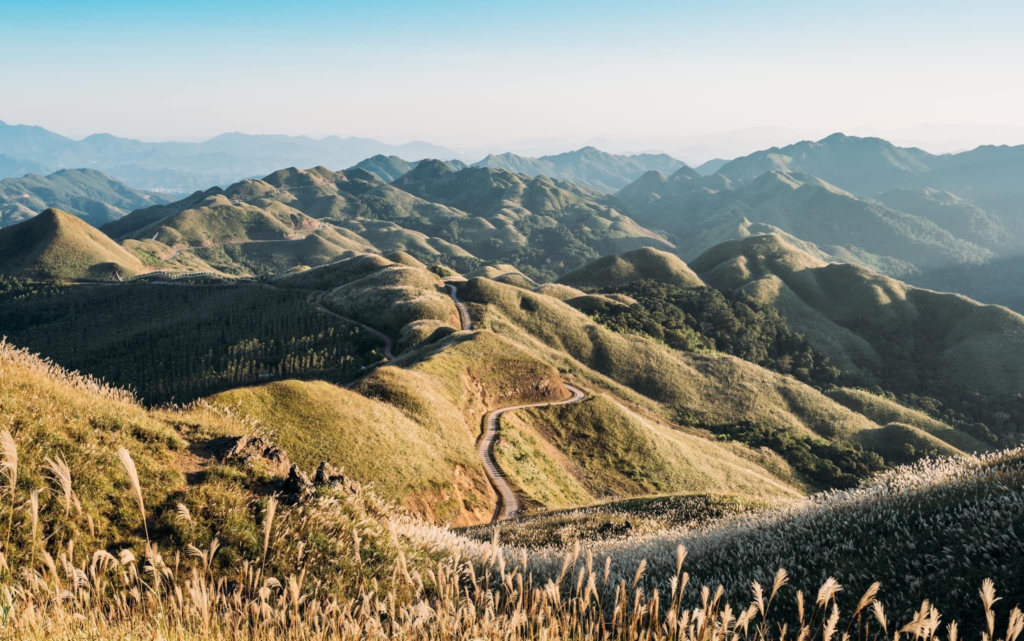 Cánh đồng cỏ lau ảnh 6 Canh dong co lau anh 6