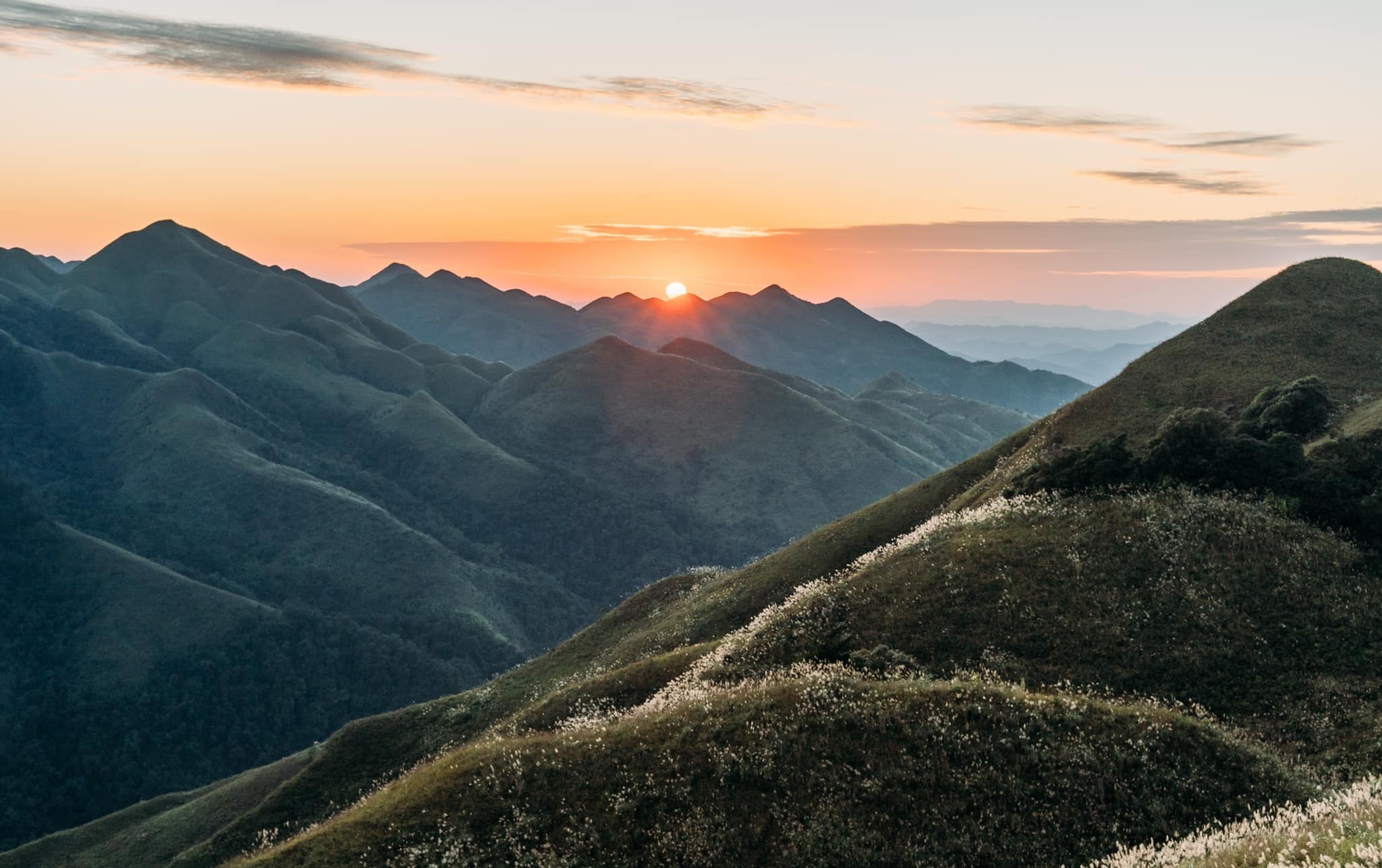 Cánh đồng cỏ lau ảnh 7 Canh dong co lau anh 7