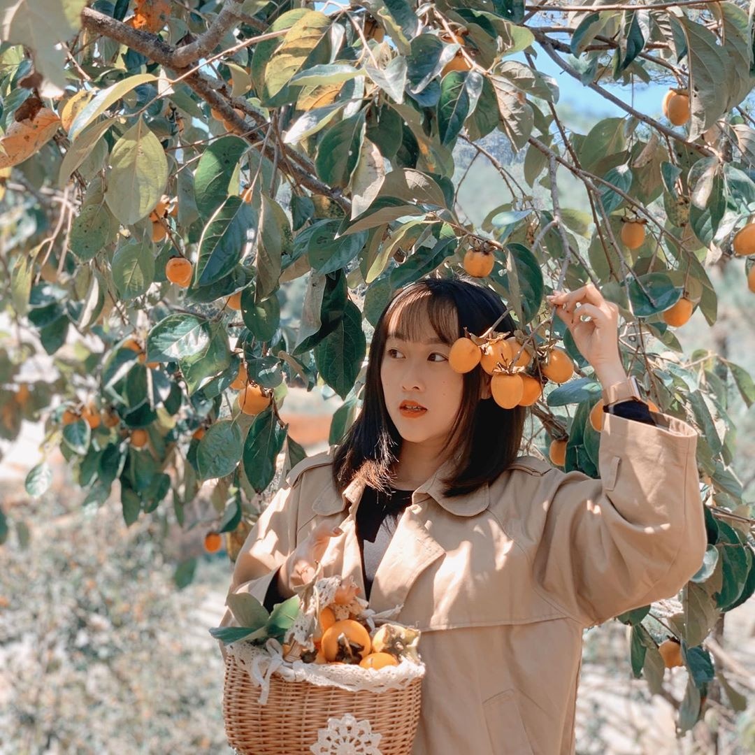 Vuon hong Da Lat anh 1