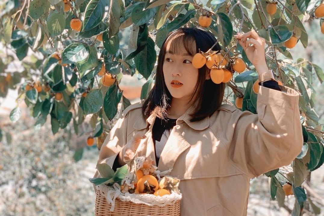 Vuon hong Da Lat vao mua chin do hut gioi tre check-in hinh anh