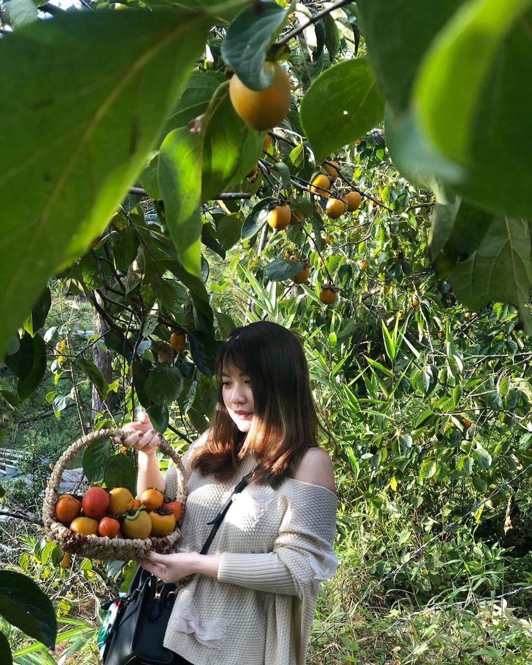 Vuon hong Da Lat anh 10