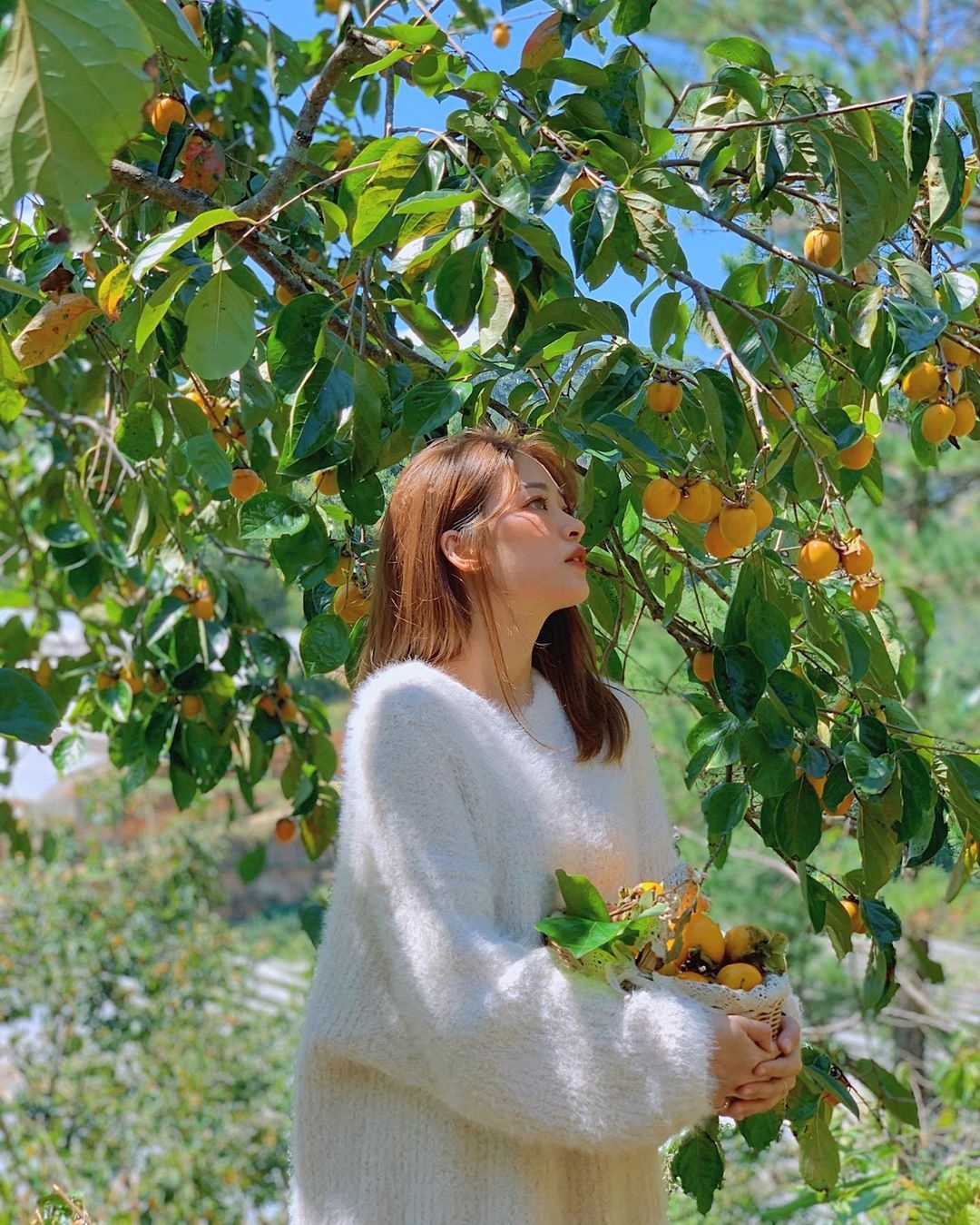 Vuon hong Da Lat anh 2