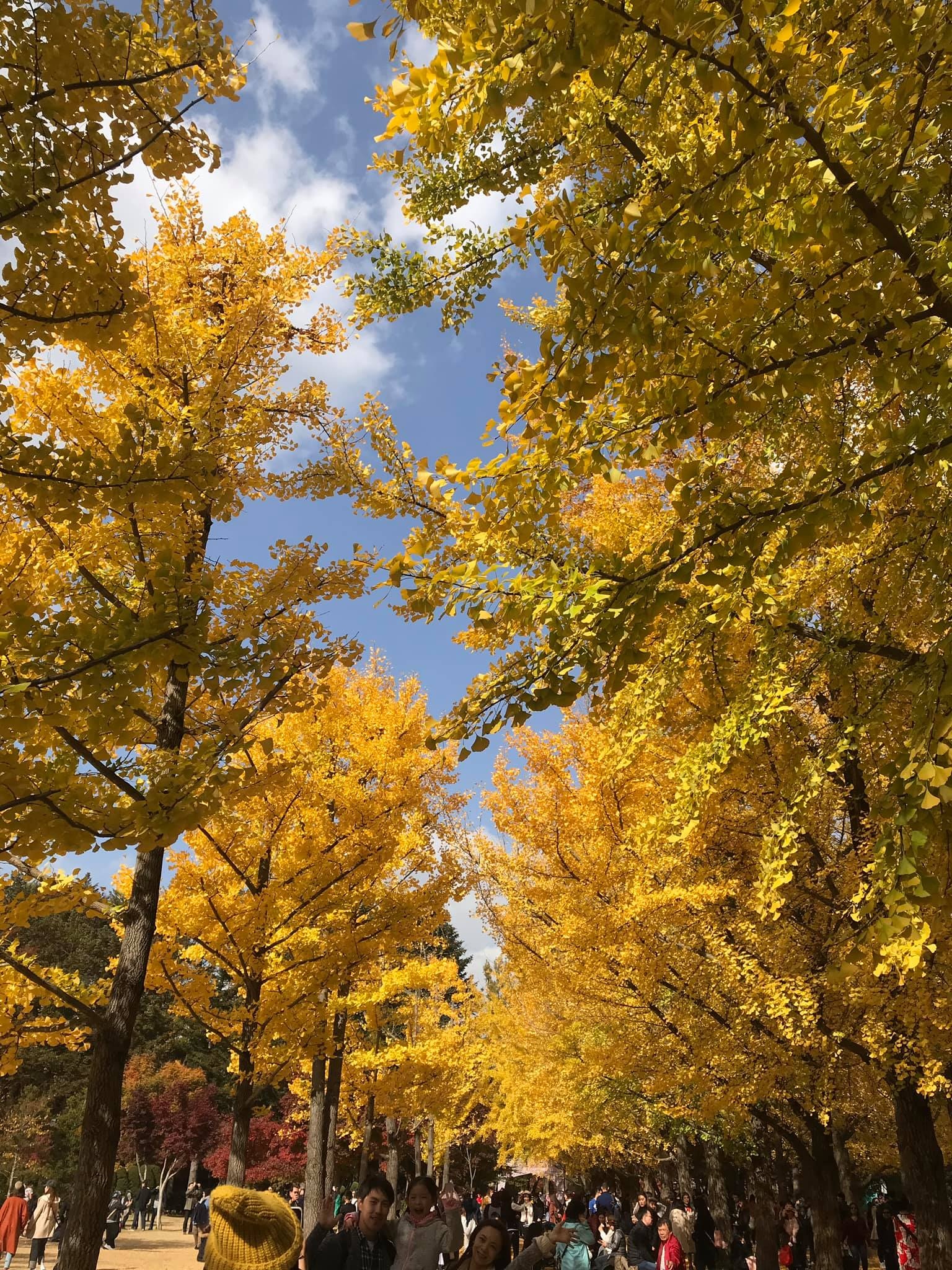 Du lich Han Quoc anh 1