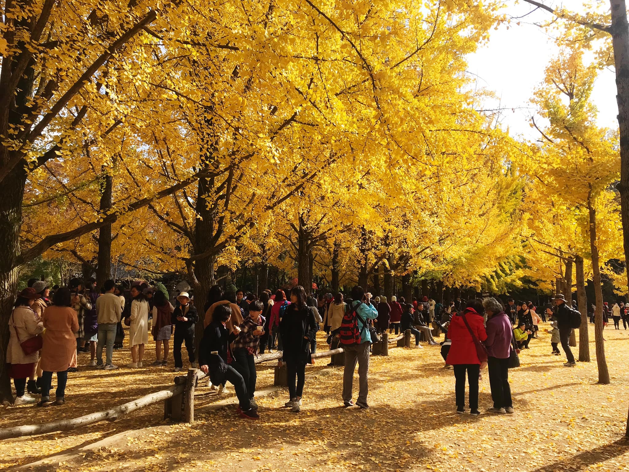 Du lich Han Quoc anh 10