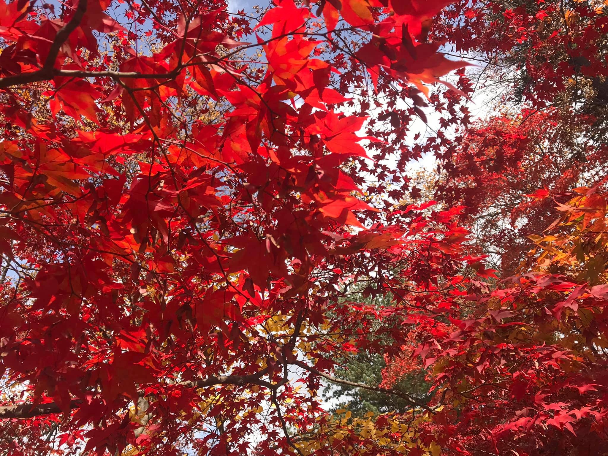 Du lich Han Quoc anh 14