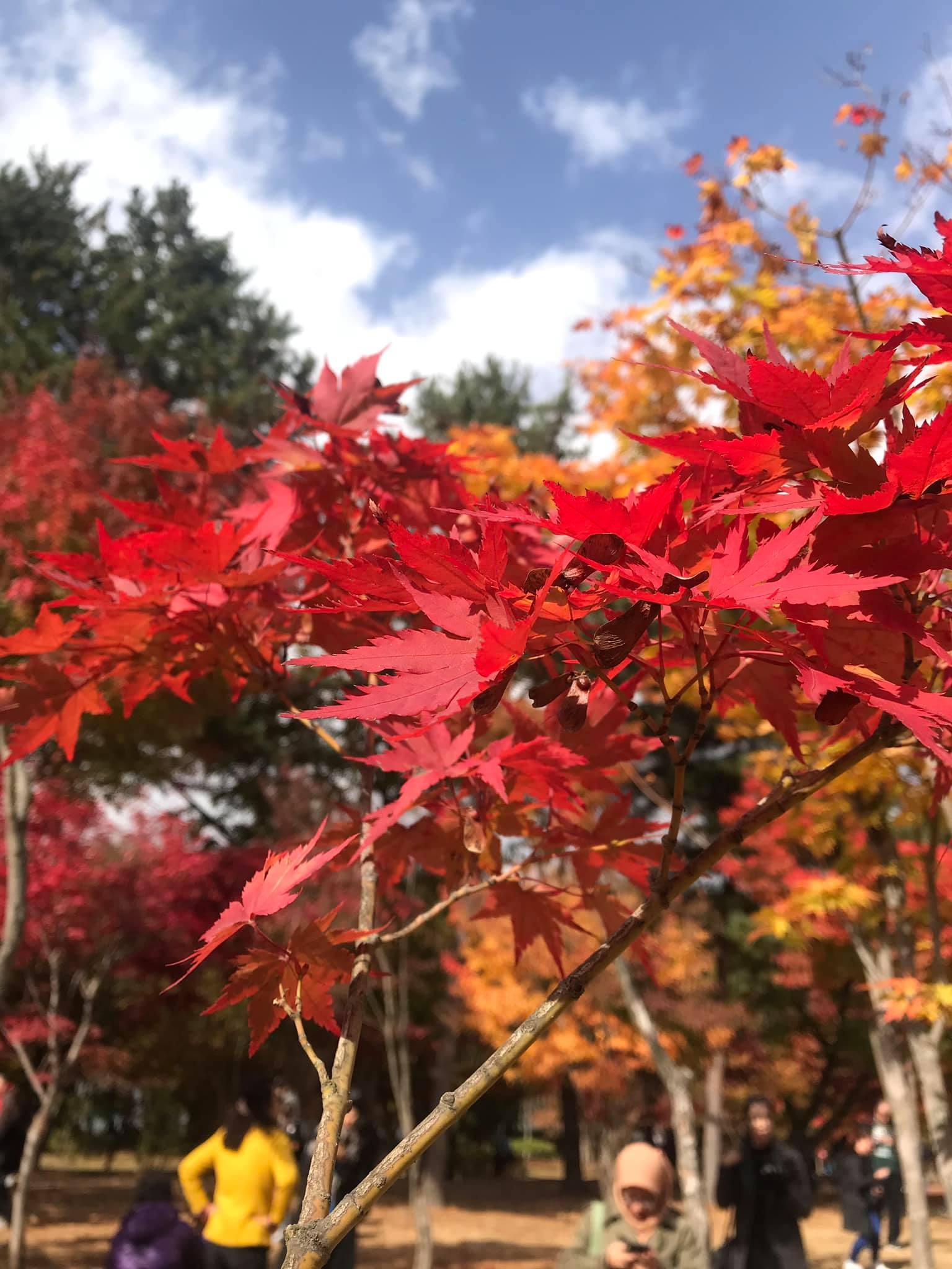 Du lich Han Quoc anh 2