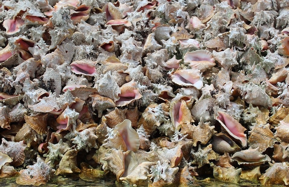 Hon dao vo oc xa cu anh 5