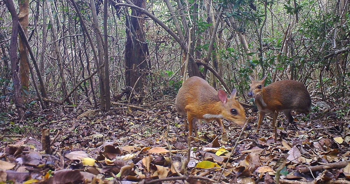 Cheo cheo Việt Nam ảnh 2 Cheo cheo Viet Nam anh 2