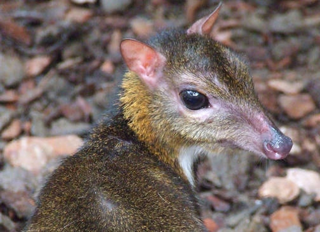 Cheo cheo Việt Nam ảnh 4 Cheo cheo Viet Nam anh 4