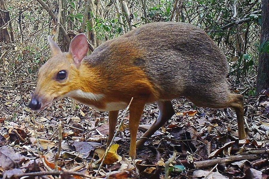 Nhung dac diem cua cheo cheo - loai vat vua duoc tim thay o Viet Nam hinh anh