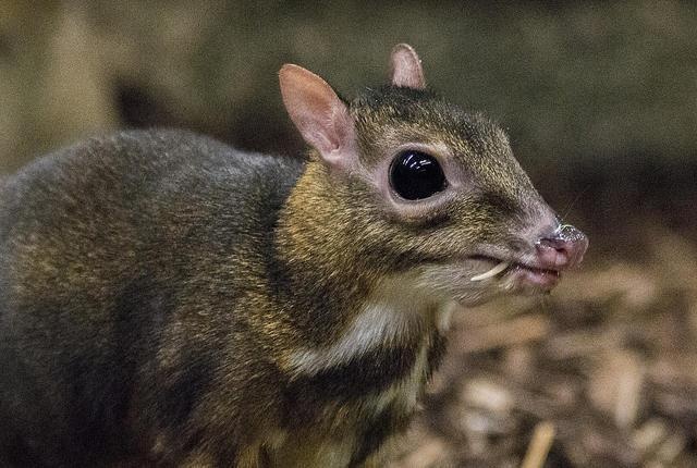 Viet Nam con loai dong vat nao cung ho cheo cheo? hinh anh